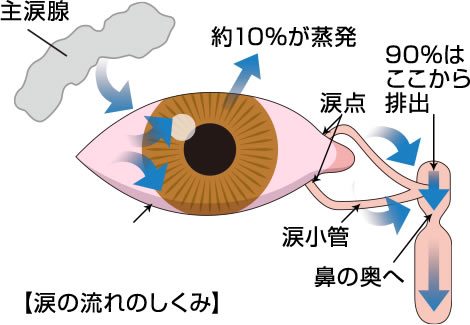 涙の働き