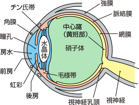 眼球