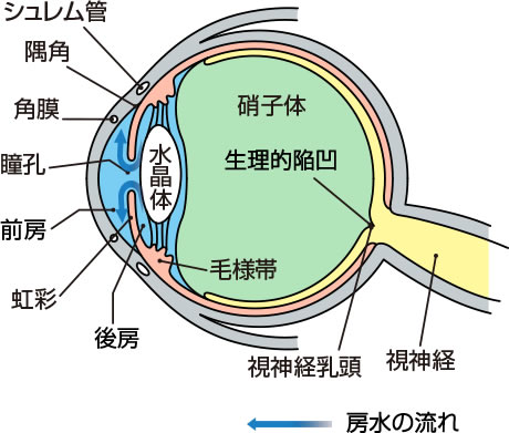 房水の流れ