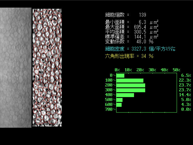 正常な細胞